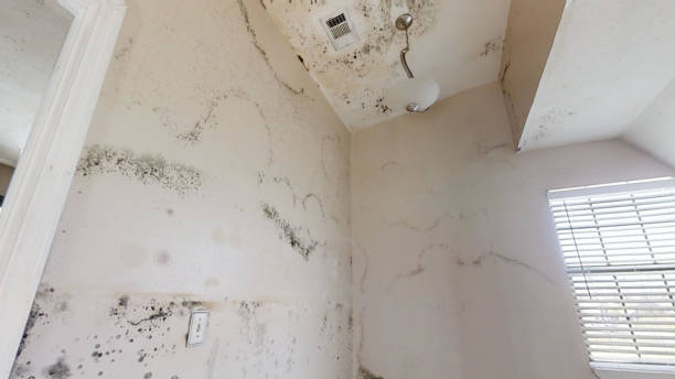 Best Biohazard Mold Removal  in Sandy Springs, SC