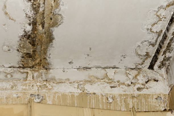 Reliable Sandy Springs, SC Mold Removal Solutions