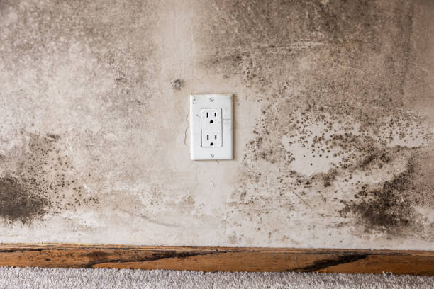 Best Basement Mold Removal  in Sandy Springs, SC