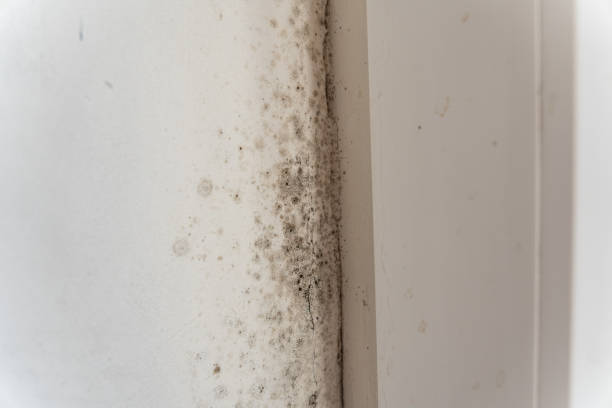 Trusted Sandy Springs, SC Mold Removal Experts